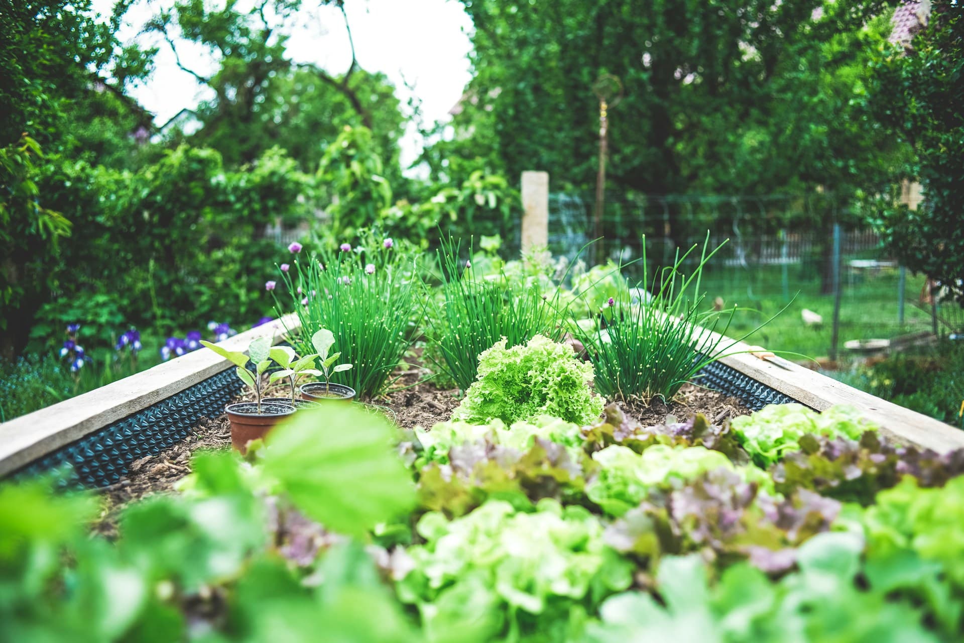 Cover Image for How to Grow a Home Garden: Beginner's Guide