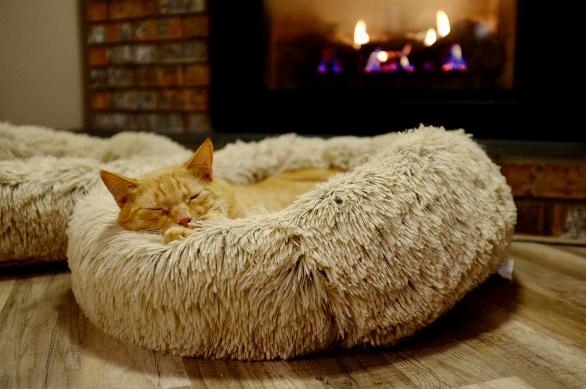 A Cat in a cozy sleeping couch